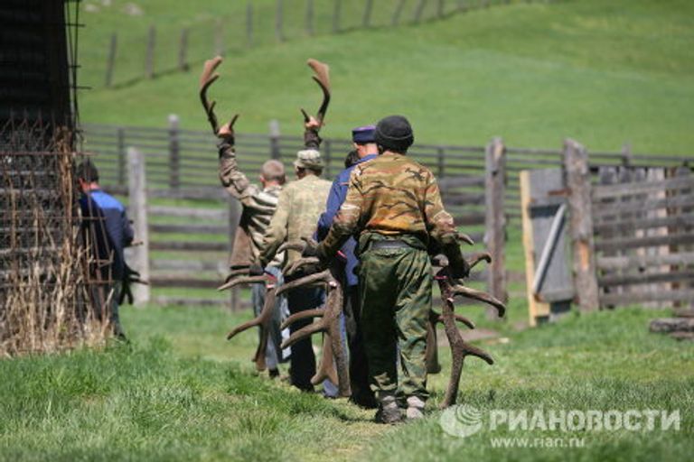 Мараловодческая ферма в республике Алтай Мараловодческая ферма в республике Алтай