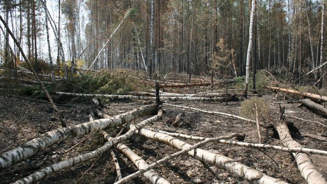 Торфяные пожары в Подмосковье