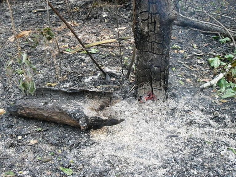 Пожар в Раменском лесу Пожар в Раменском лесу