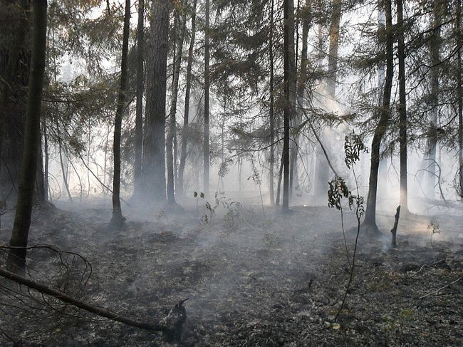 Пожар в Раменском лесу Пожар в Раменском лесу