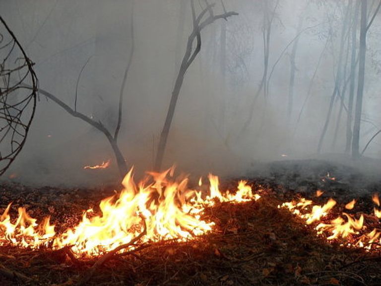 Пожар в Раменском лесу Пожар в Раменском лесу