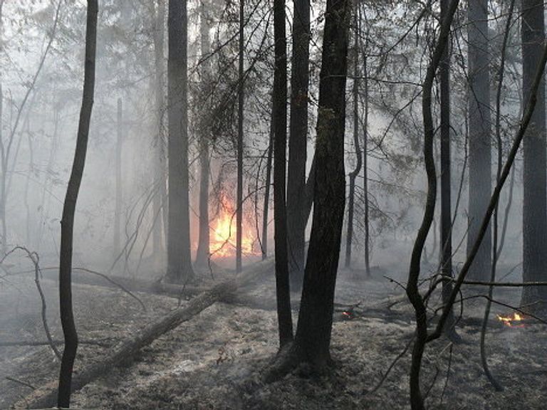 Пожар в Раменском лесу Пожар в Раменском лесу