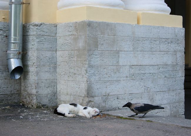 Кошки - главная угроза для популяций городских птиц, считают ученые Кошки - главная угроза для популяций городских птиц, считают ученые