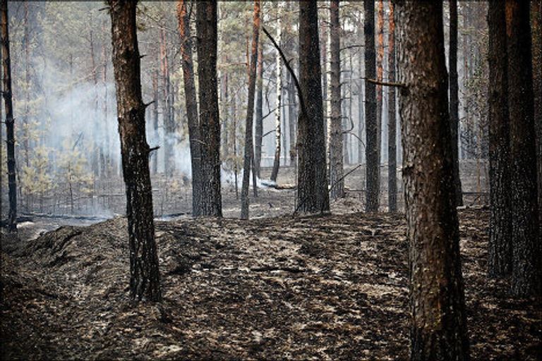 Добровольцы в Рязанской области Добровольцы в Рязанской области
