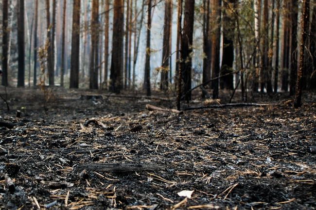 Последствия лесных пожаров Последствия лесных пожаров