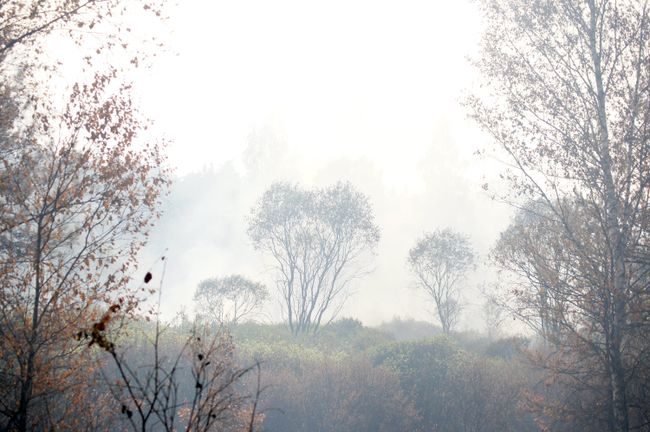 Дым от лесного пожара Дым от лесного пожара