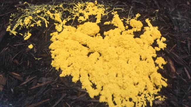 Одноклеточный плесневый гриб Physarum polycephalum Одноклеточный плесневый гриб Physarum polycephalum
