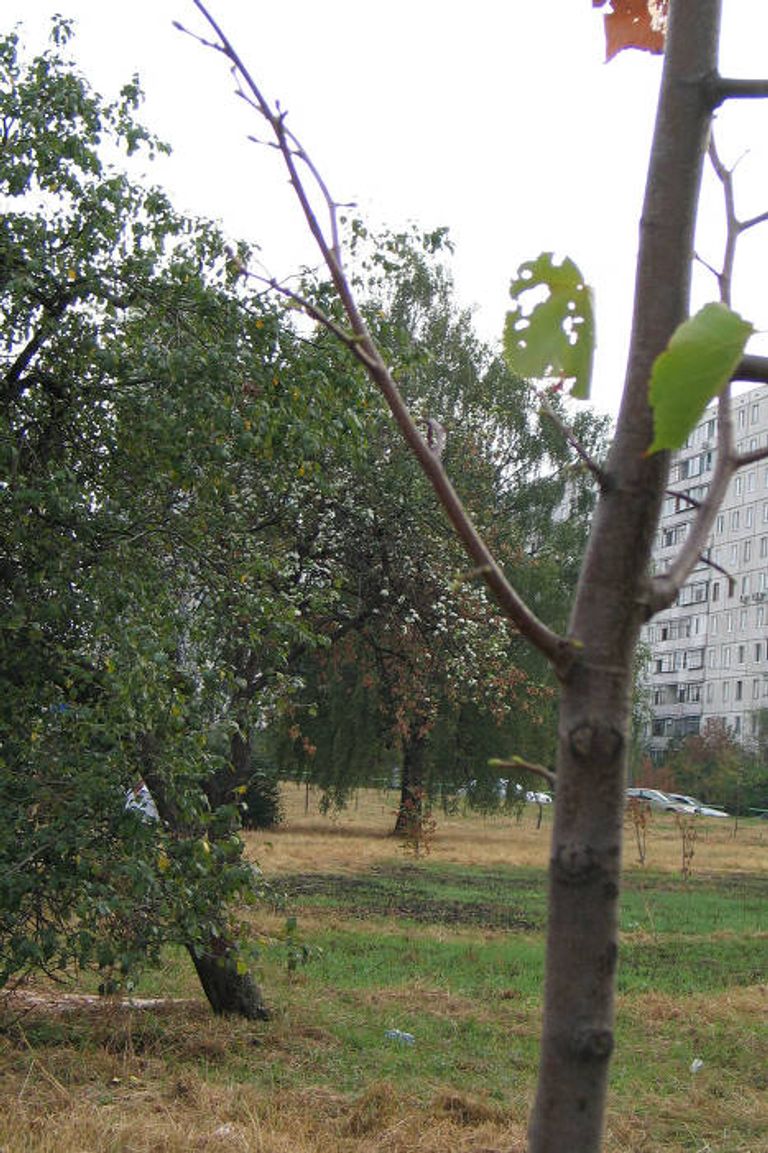 Яблони во цвету в Строгино Яблони во цвету в Строгино