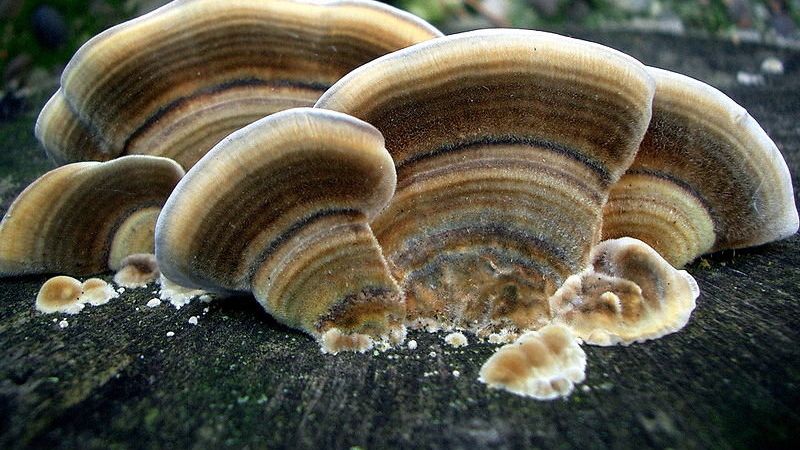 Трутовик Трутовик - РИА Новости, 1920, 22.09.2021