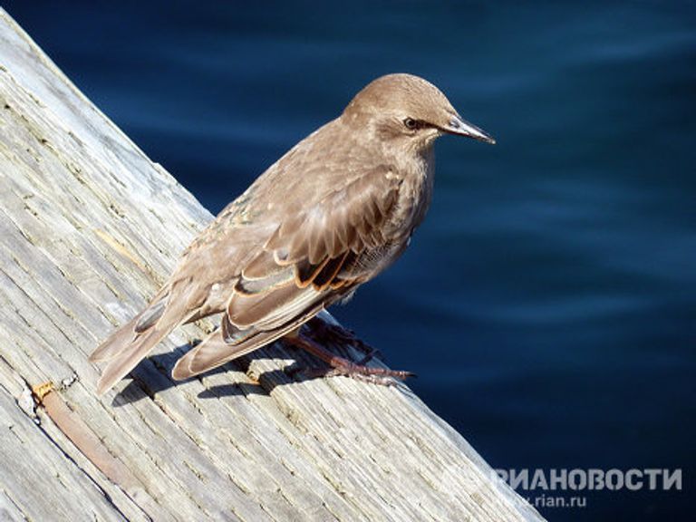 ФОТОПУТЕШЕСТВИЕ С РИА НОВОСТИ: Ньюфаундленд - канадский край света ФОТОПУТЕШЕСТВИЕ С РИА НОВОСТИ: Ньюфаундленд - канадский край света