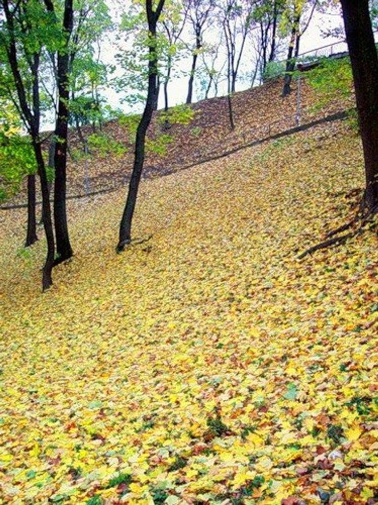 Золотая осень Золотая осень