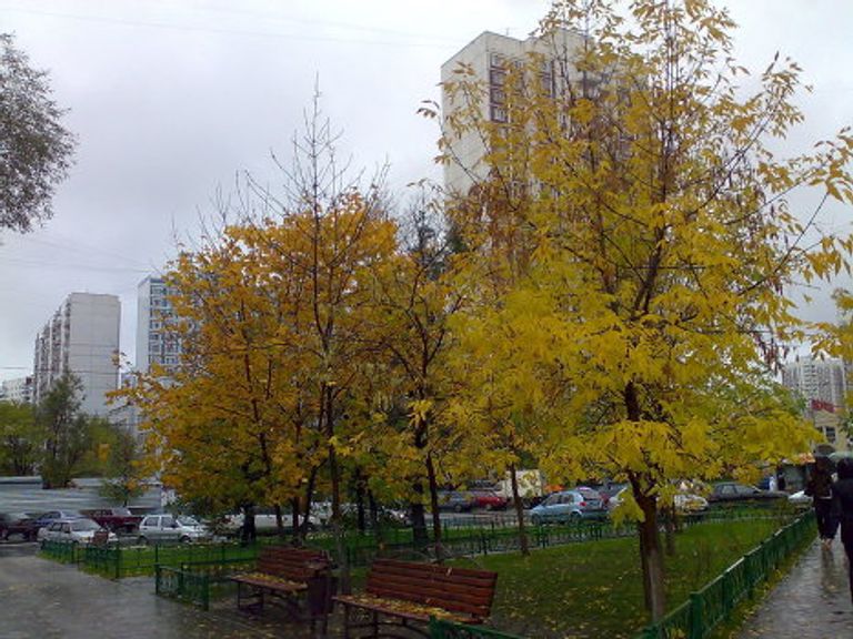 Золотая осень Золотая осень