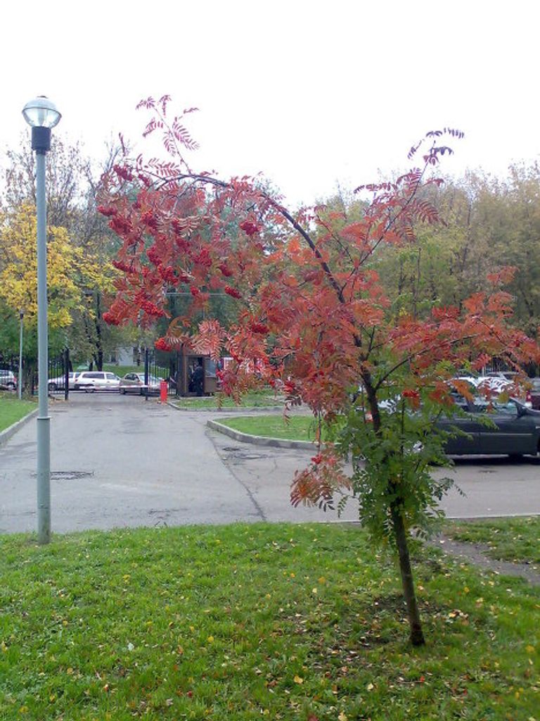 Золотая осень Золотая осень