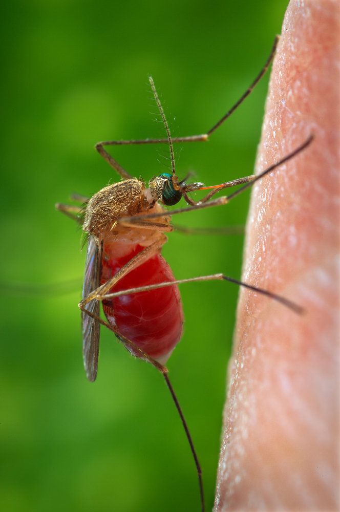 Комар Culex quinquefasciatus, переносчик лихорадки Западного Нила Комар Culex quinquefasciatus, переносчик лихорадки Западного Нила - РИА Новости, 1920, 30.07.2024