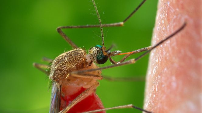 Комар Culex quinquefasciatus, переносчик лихорадки Западного Нила Комар Culex quinquefasciatus, переносчик лихорадки Западного Нила - РИА Новости, 1920, 13.08.2026