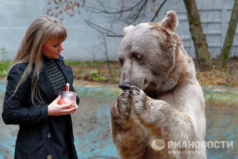 Медведь Степан в питомнике Лосиного острова Медведь Степан в питомнике Лосиного острова
