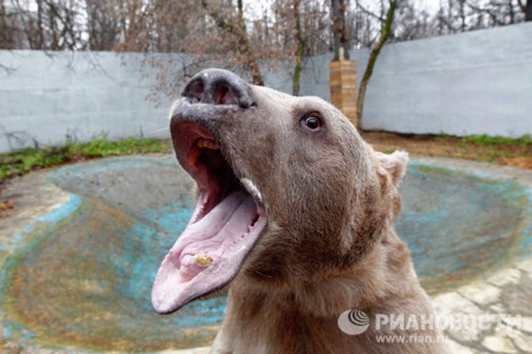 Медведь Степан в питомнике Лосиного острова Медведь Степан в питомнике Лосиного острова