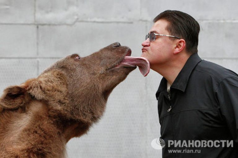 Медведь Степан в питомнике Лосиного острова Медведь Степан в питомнике Лосиного острова