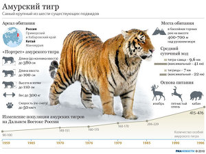 Амурский тигр Амурский тигр