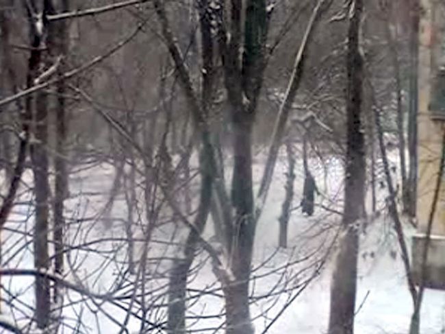 Снегопад в Отрадном