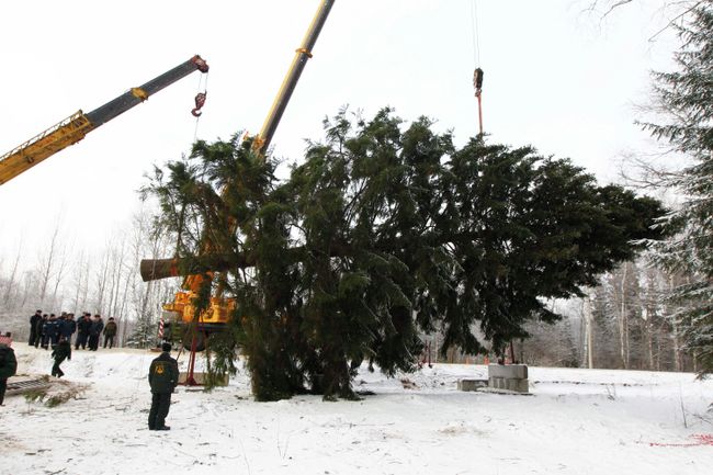 Рубка главной новогодней елки России в Клинском районе Московской области Рубка главной новогодней елки России в Клинском районе Московской области