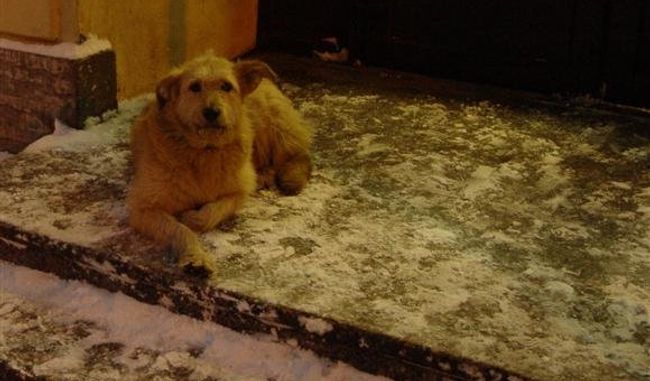 Бродячие собаки. Архив Бродячие собаки. Архив