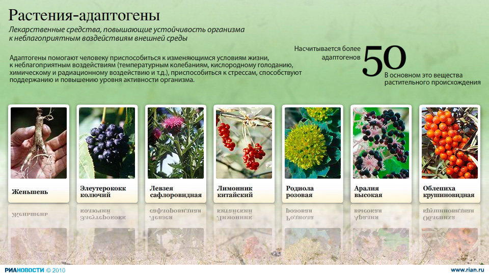 Растения-адаптогены