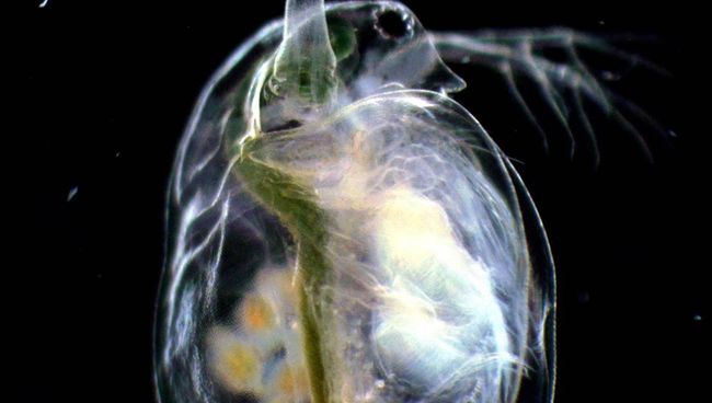 Дафния Daphnia pulex