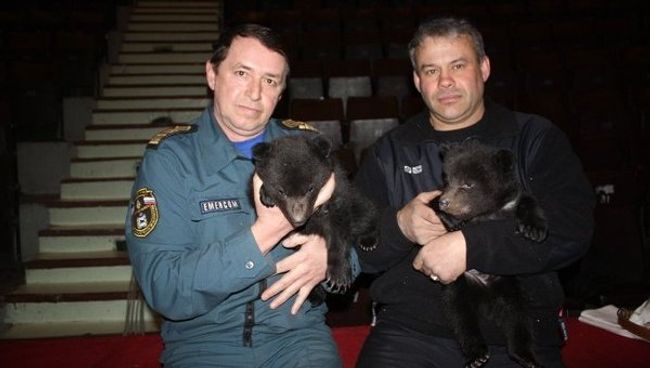 Двое медвежат спасены сотрудниками МЧС и переданы в цирк Двое медвежат спасены сотрудниками МЧС и переданы в цирк