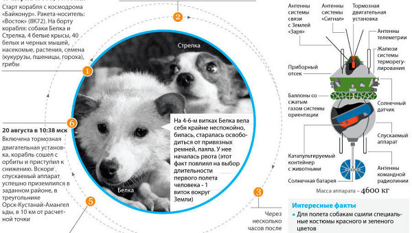 Космический полет Белки и Стрелки Космический полет Белки и Стрелки