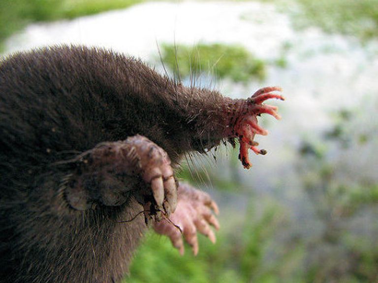 Звездонос (Star-nosed Mole) Звездонос (Star-nosed Mole)