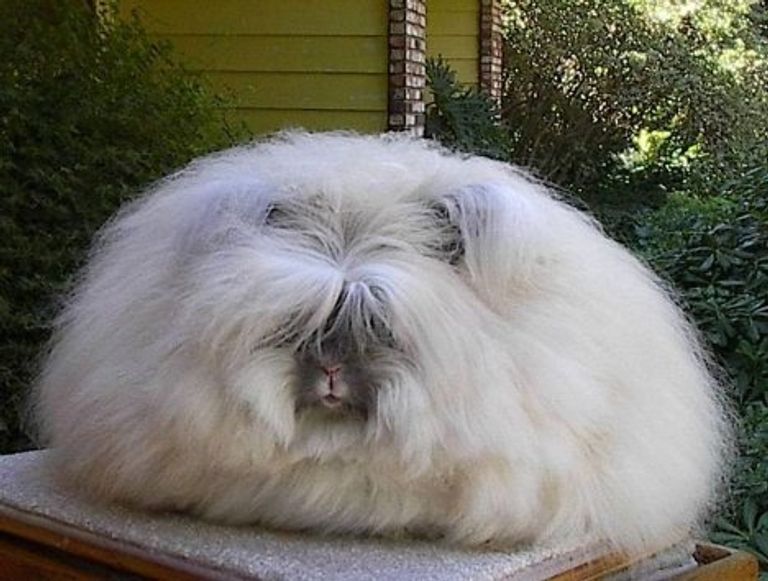 Ангорский кролик (Angora rabbit) Ангорский кролик (Angora rabbit)