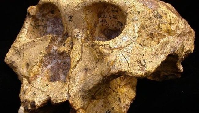 Череп парантропа (Paranthropus robustus) Череп парантропа (Paranthropus robustus)