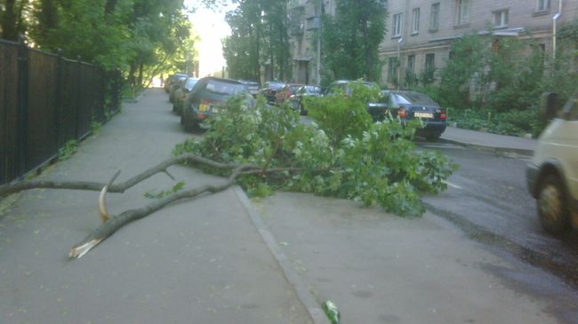 Дерево, упавшее из-за сильного ветра