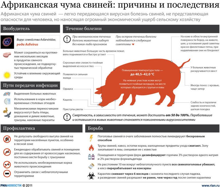 Африканская чума свиней: причины и последствия Африканская чума свиней: причины и последствия