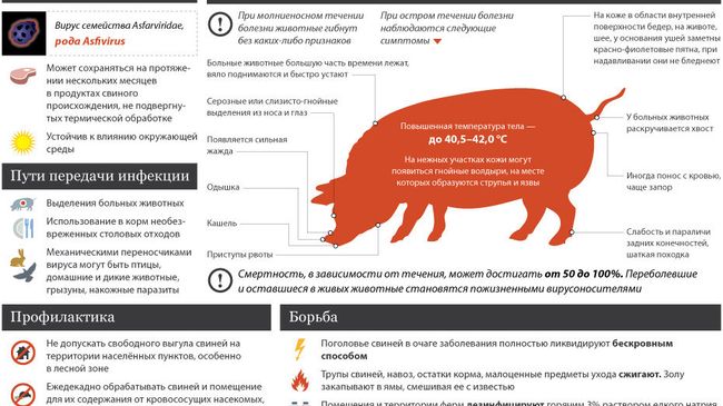 Африканская чума свиней: причины и последствия Африканская чума свиней: причины и последствия