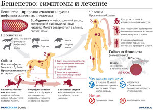 Бешенство: симптомы и лечение