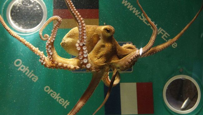 Осьминог-оракул в берлинском аквариуме Sea Life Осьминог-оракул в берлинском аквариуме Sea Life