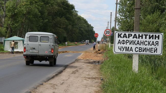 Карантин африканской чумы свиней. Архивное фото