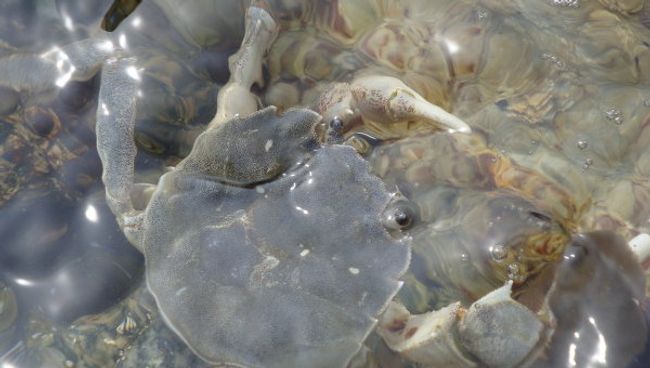 Морские крабы в поселке Ливадия Приморского края Морские крабы в поселке Ливадия Приморского края