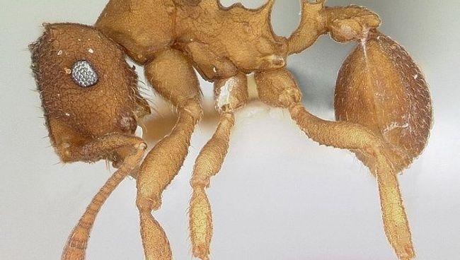 Муравьи рода Mycocepurus smithii Муравьи рода Mycocepurus smithii