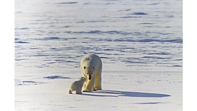 WWF России предложит опыт Медвежьих патрулей странам Арктики