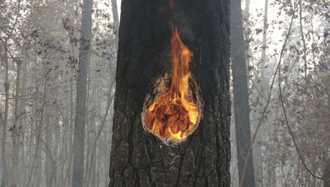 Лесные пожары