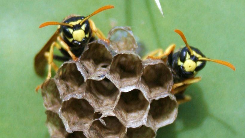 Гнездо бумажных ос Polistes dominulus Гнездо бумажных ос Polistes dominulus - РИА Новости, 1920, 10.08.2026