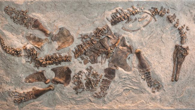 Скелет плезиозавра Polycotylus latippinus