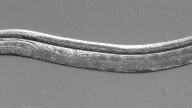 Спящая личинка (сверху) и взрослая особь(снизу) нематоды Caenorhabditis elegans Спящая личинка (сверху) и взрослая особь(снизу) нематоды Caenorhabditis elegans