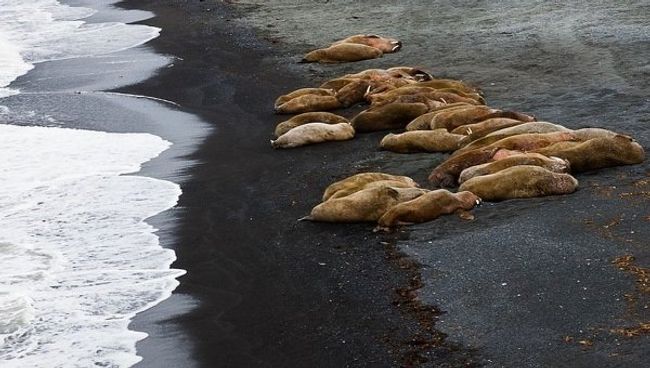 Атлантические моржи Атлантические моржи