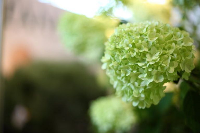 В Москве прошла самая крупная международная выставка цветов FLOWERS В Москве прошла самая крупная международная выставка цветов FLOWERS
