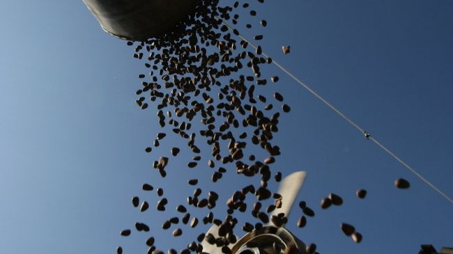 Заготовка кедровых орехов на Алтае. Архивное фото Заготовка кедровых орехов на Алтае. Архивное фото