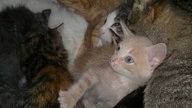 Котята в приюте для животных Котята в приюте для животных - РИА Новости, 1920, 27.08.2026